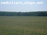Branesti loturi