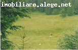 Proprietar vand teren, intravilan, construibil imediat, parcele de la 1500 mp, aflate in superbe zone montane, 39 euro/mp cu TVA inclus.